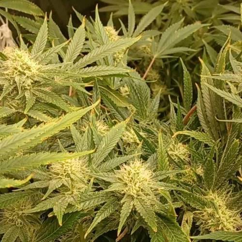 Lilly X White Widow from Ripper Seeds 