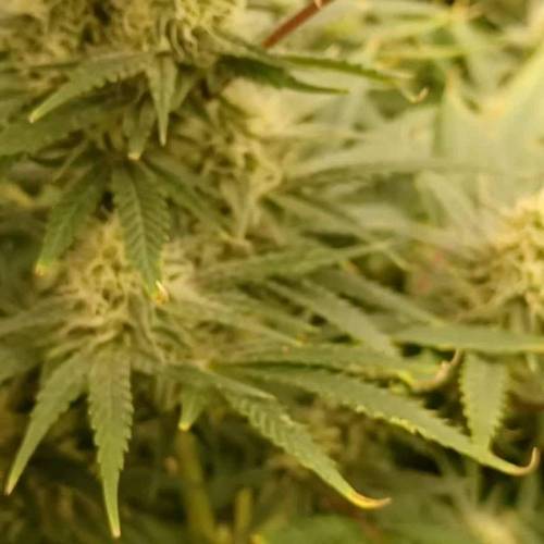 Big Fat Wedding Cake Dutch Fem