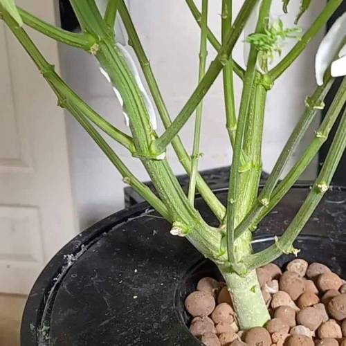 Lilly X White Widow from Ripper Seeds 