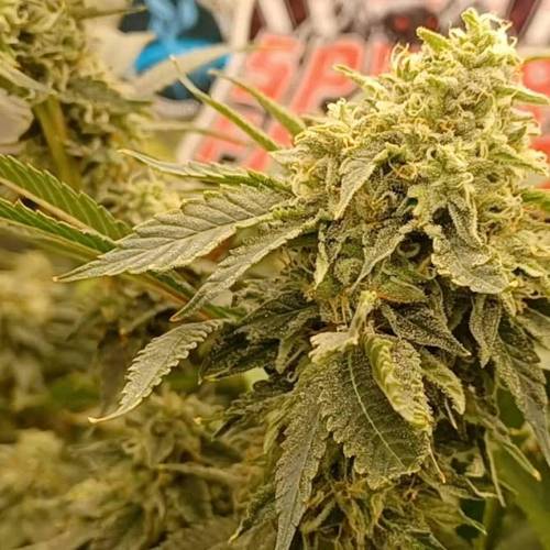 Big Fat Wedding Cake Dutch Fem