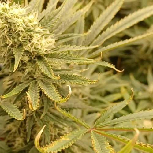 Big Fat Wedding Cake Dutch Fem