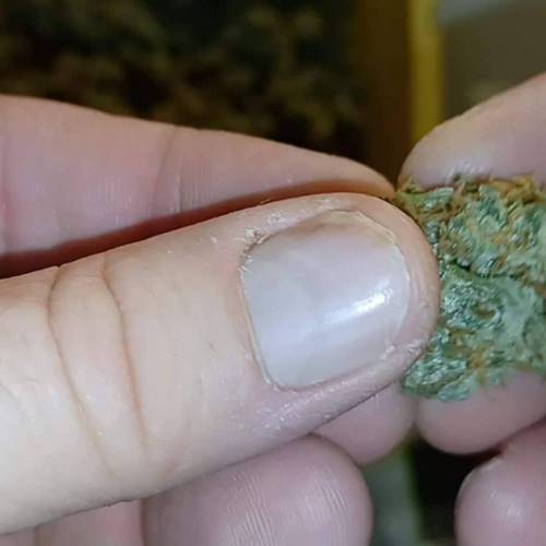 Purple Ryder Doctor's Choice 