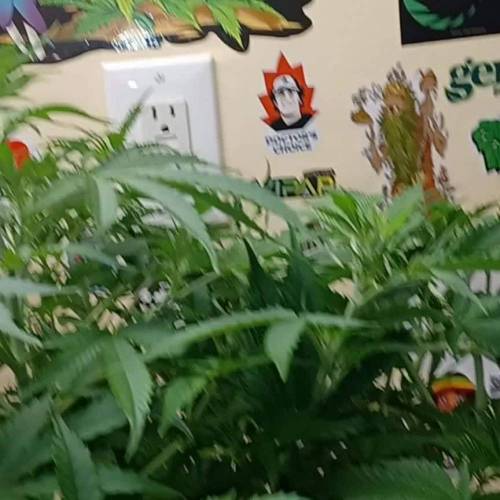 Baked Bomb Auto Bomb seeds 