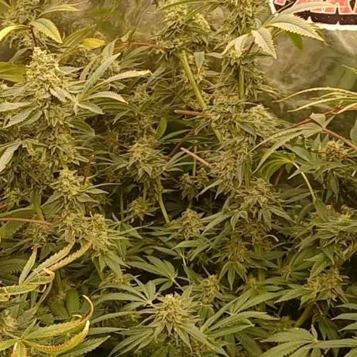 Lilly X White Widow from Ripper Seeds 