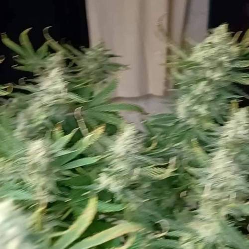 Big Fat Wedding Cake Dutch Fem