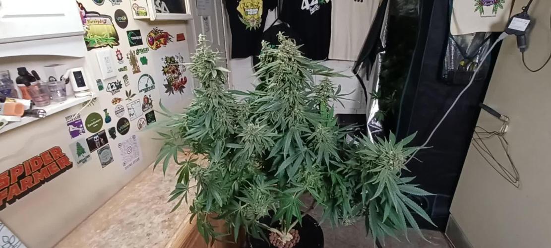 Casey's Rollex OG. DutchFem 