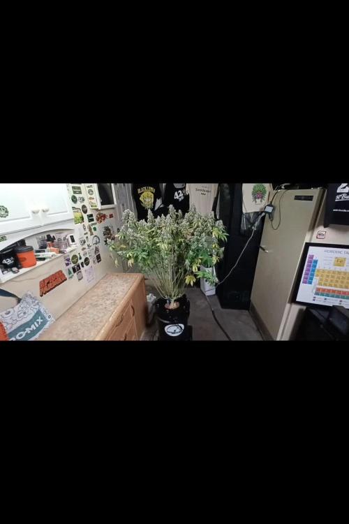 Gorilla Jealousy F1Seedsman 420 contest