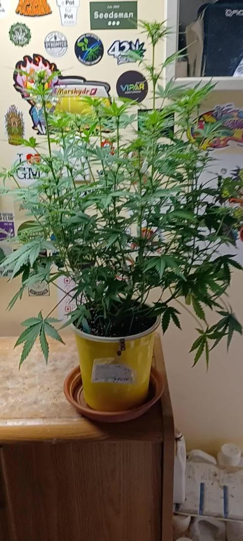 Grand Daddy Purple Auto ILGM