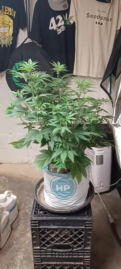 Northern lights Divine Seeds Pro mix HP grow bag