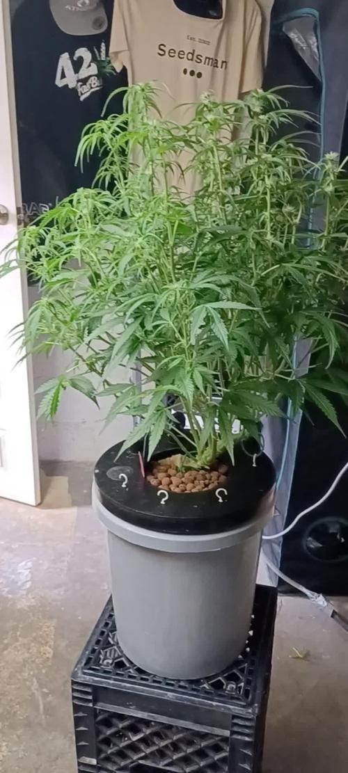 Do-Si-dos auto Zamnesia seed