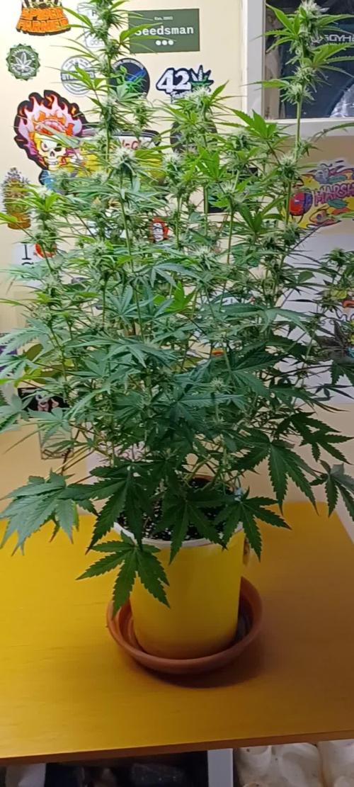 Grand Daddy Purple Auto ILGM