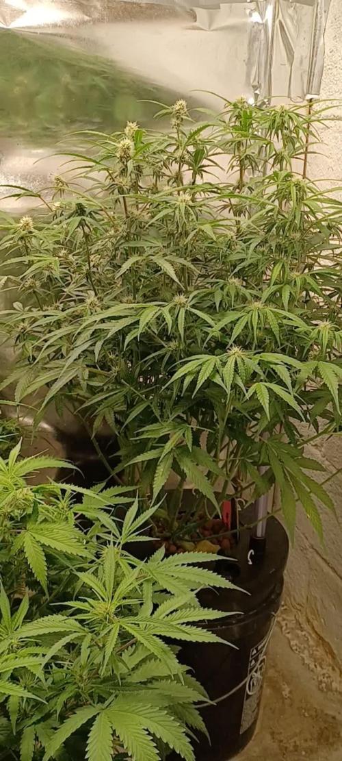 Do-Si-dos auto Zamnesia seed