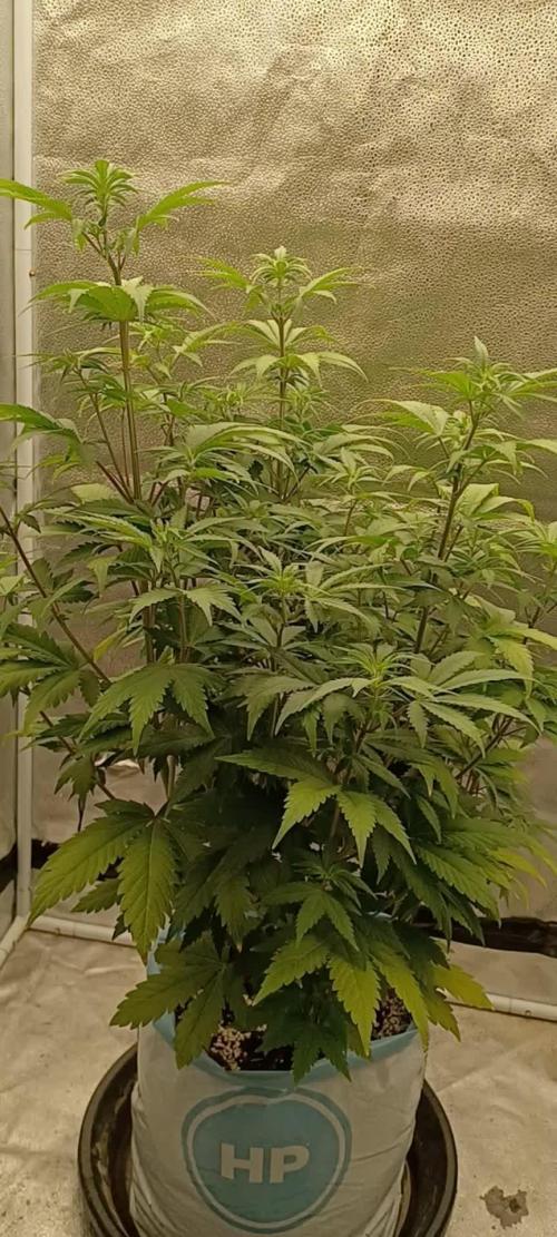 Northern lights Divine Seeds Pro mix HP grow bag