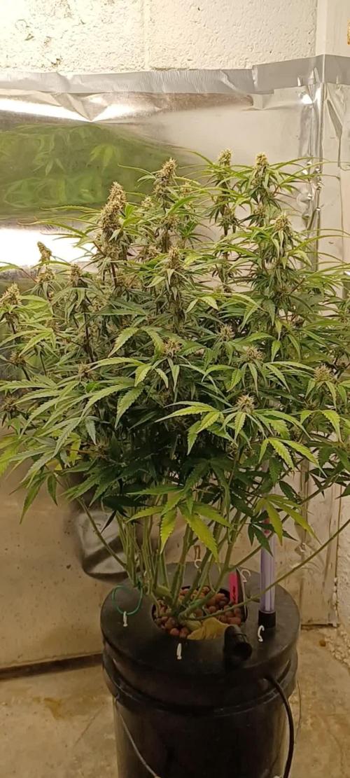 Do-Si-dos auto Zamnesia seed