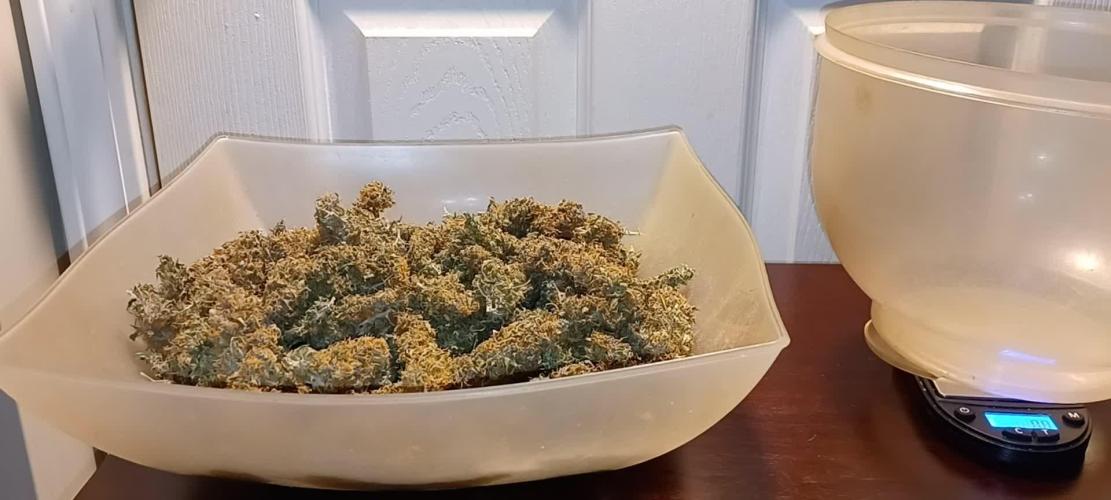 Mandarine XL Auto Ganja Farmer Gen 1:11