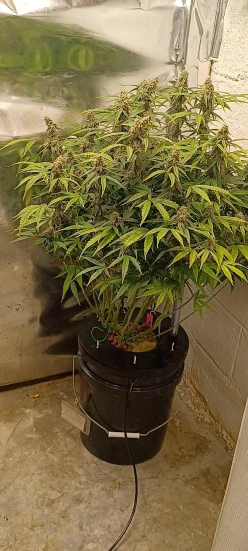 Do-Si-dos auto Zamnesia seed