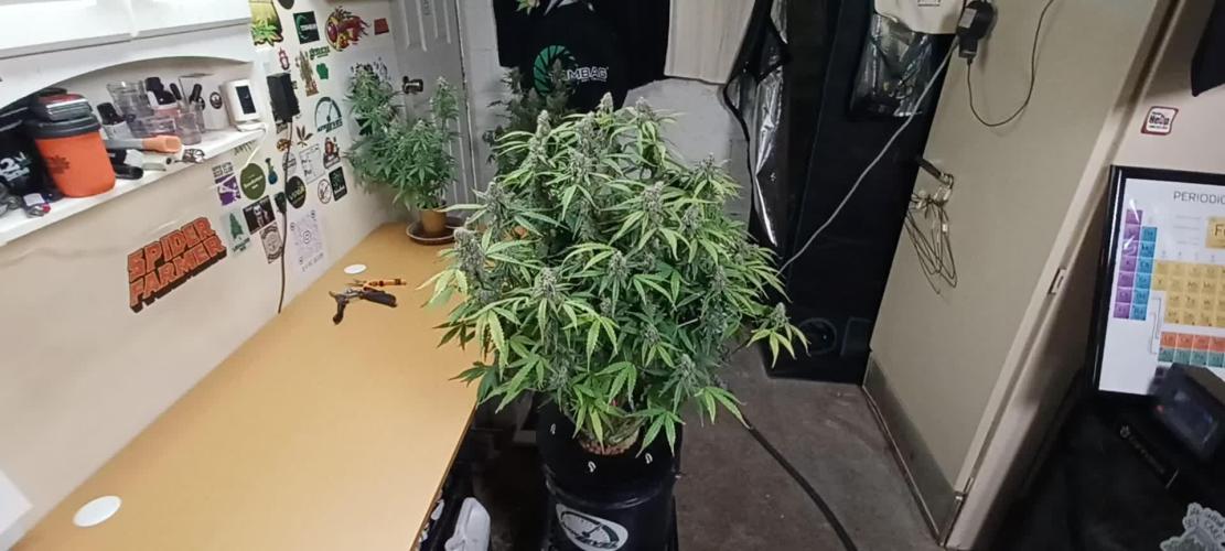 Do-Si-dos auto Zamnesia seed