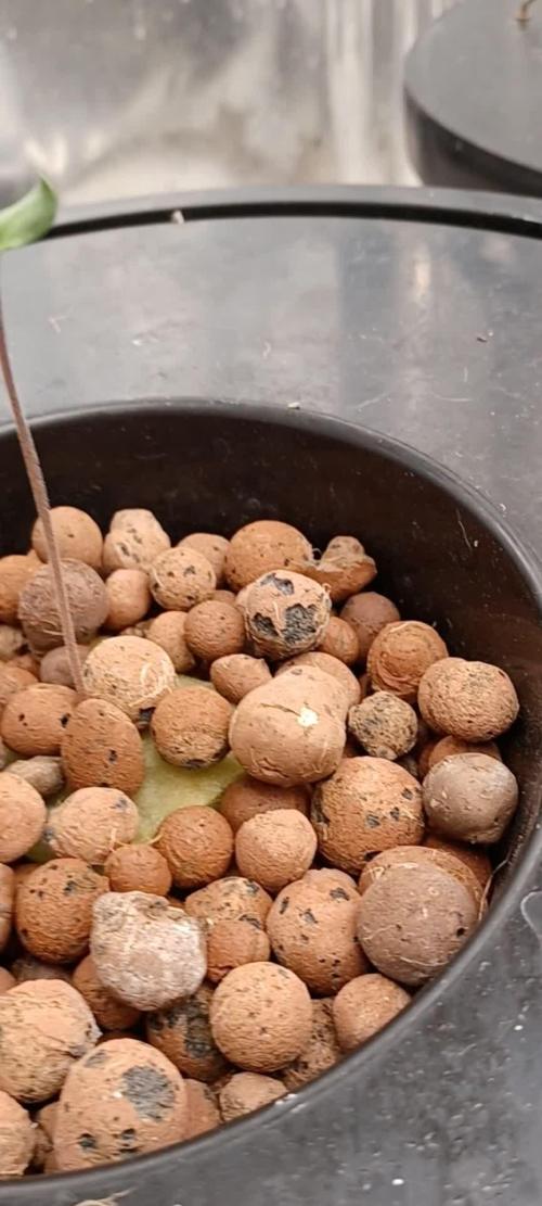 Candy from Divine Seeds