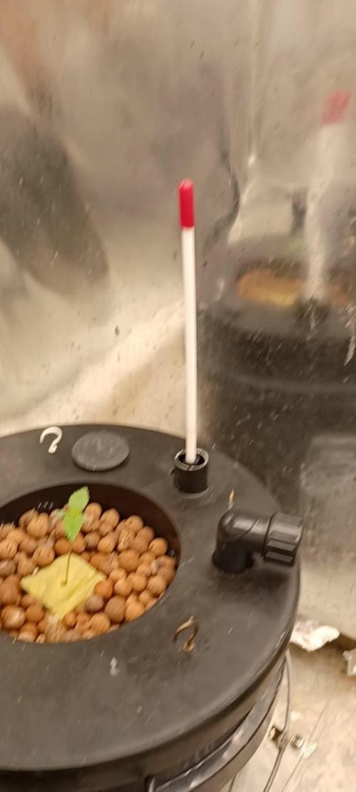 Runtz Punch Herbies Seeds 