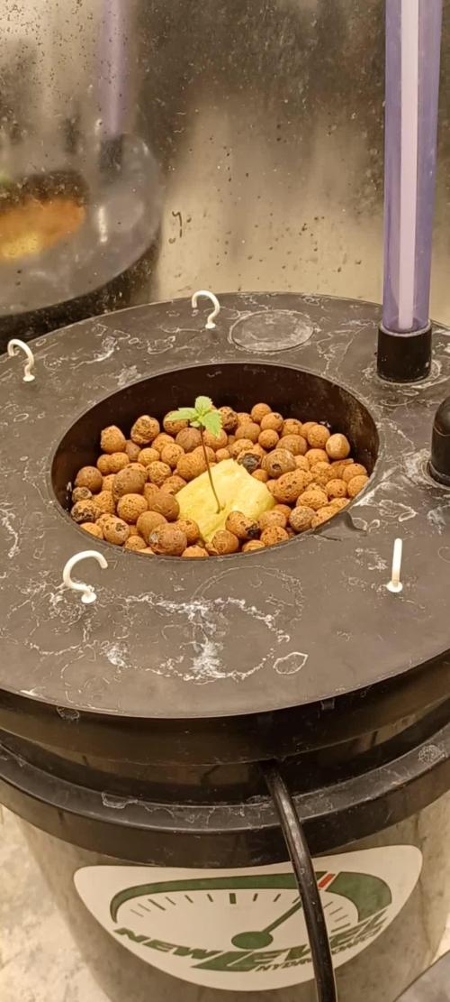 Strawberry Amnesia Herbies Seeds