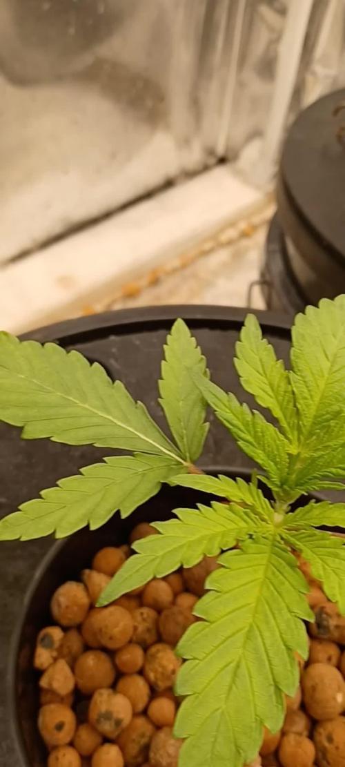 Candy from Divine Seeds