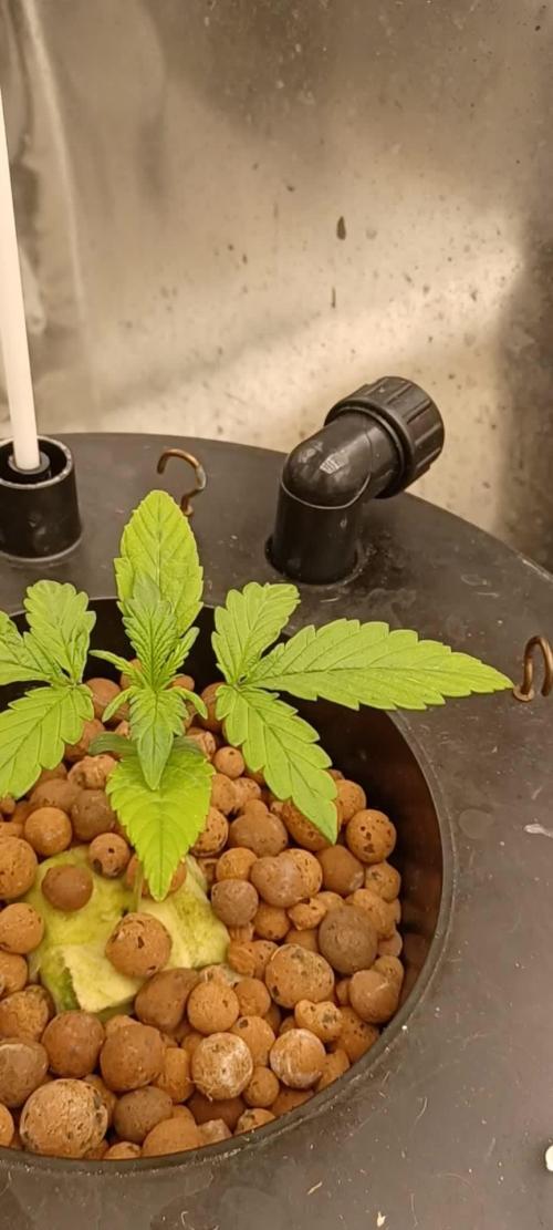 Runtz Punch Herbies Seeds 