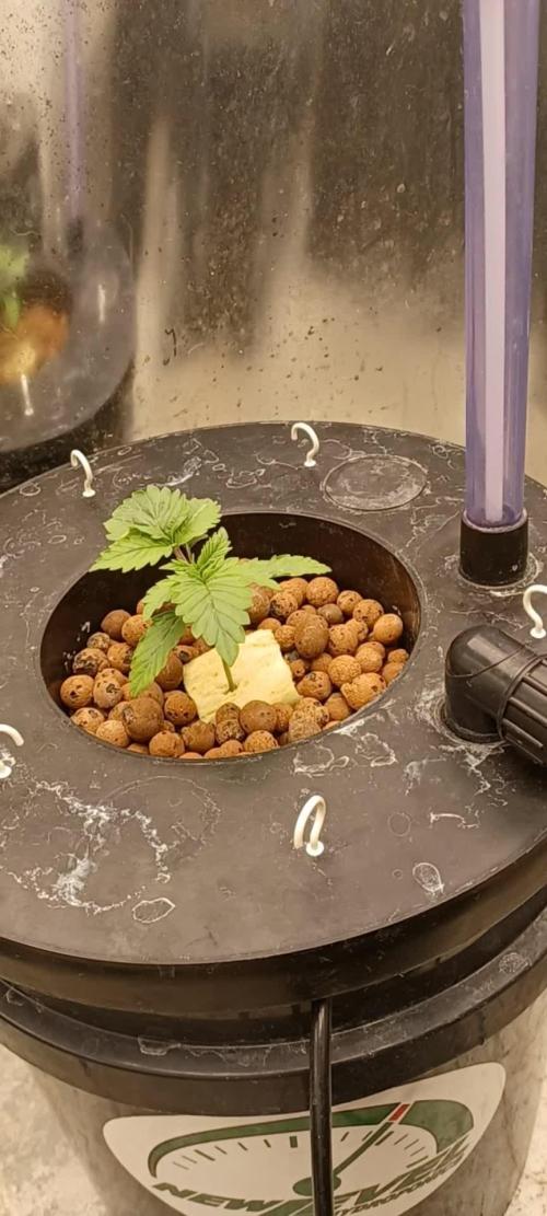 Strawberry Amnesia Herbies Seeds