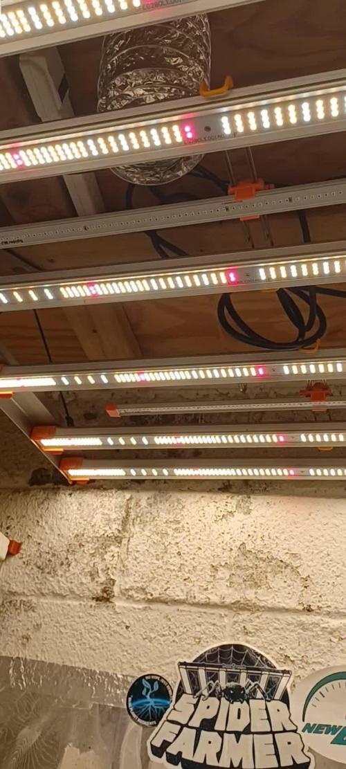 Candy from Divine Seeds