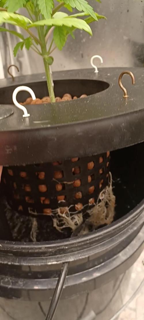Runtz Punch Herbies Seeds 