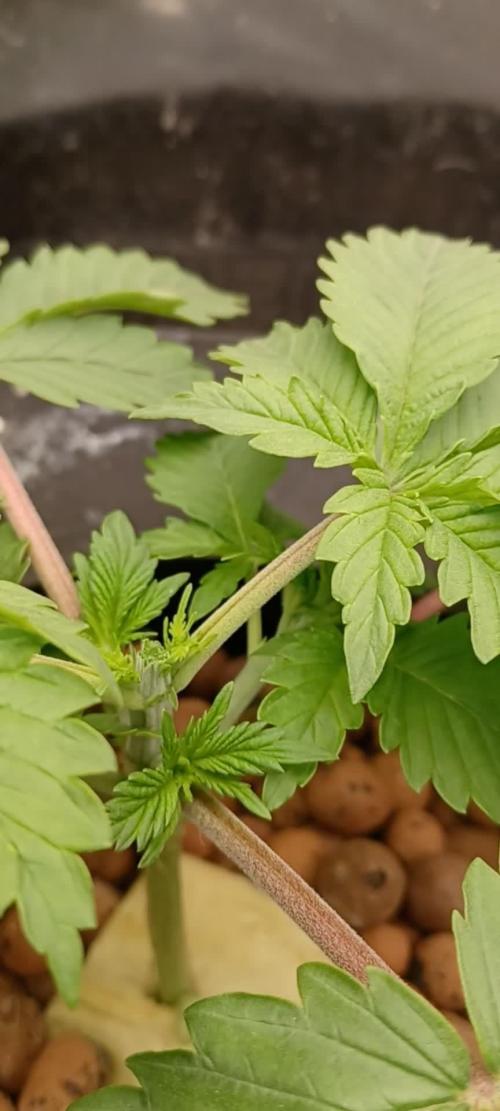 Strawberry Amnesia Herbies Seeds
