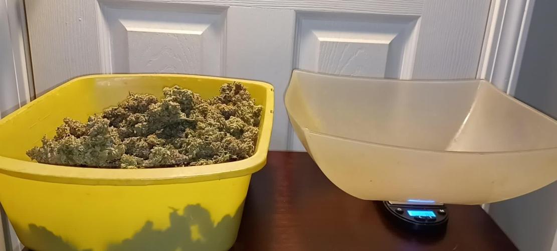 Gorilla Jealousy F1Seedsman 420 contest