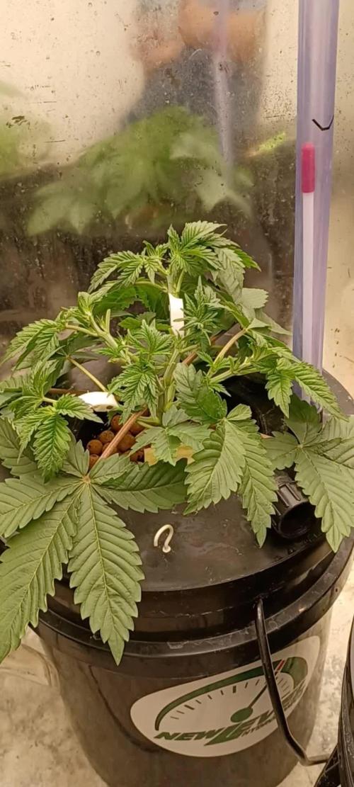 Strawberry Amnesia Herbies Seeds