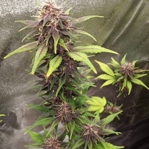 42 Fast Buds. Week 8