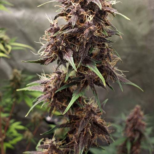 42 Fast Buds. Week 8