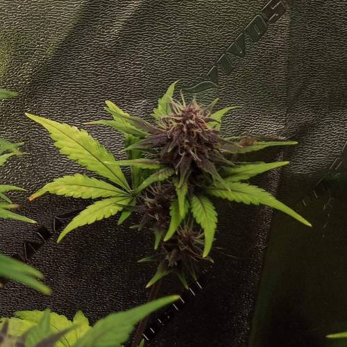 42 Fast Buds. Week 8