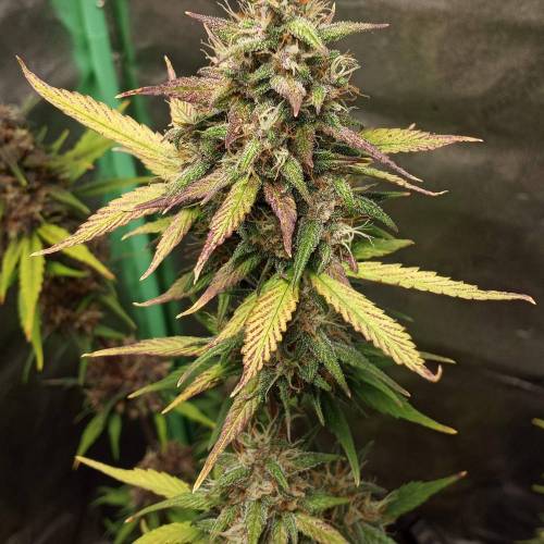 42 Fast Buds. Week 8