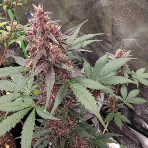 42 Fast Buds. Week 8