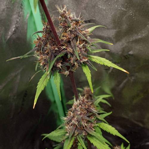 42 Fast Buds. Week 8