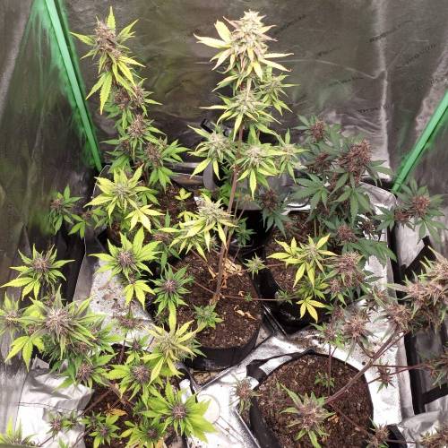 42 Fast Buds. Week 8