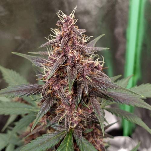 42 Fast Buds. Week 7