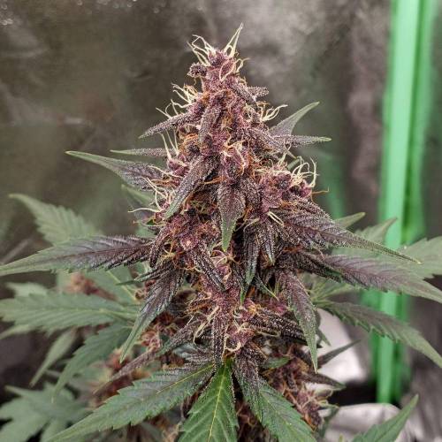 42 Fast Buds. Week 7