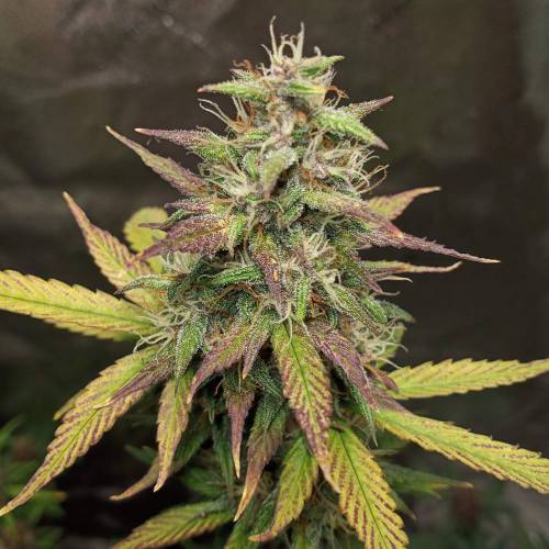 42 Fast Buds. Week 7