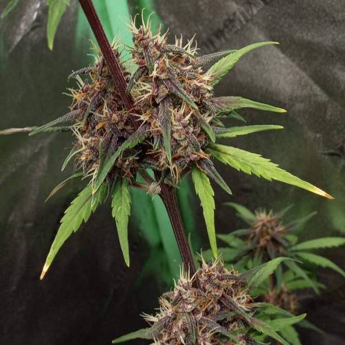 42 Fast Buds. Week 7