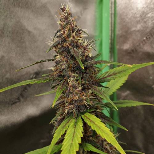 42 Fast Buds. Week 7