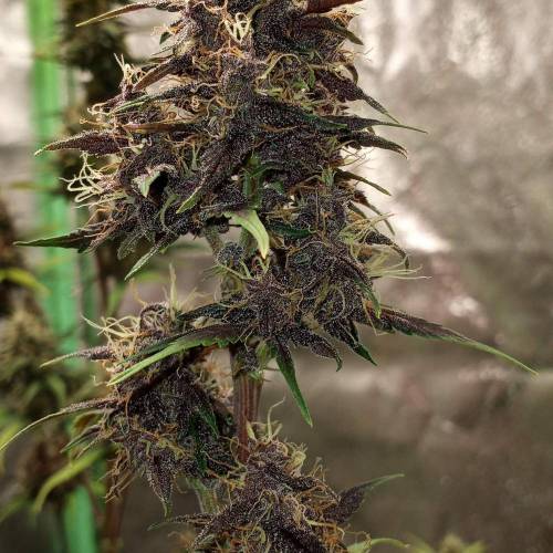 42 Fast Buds. Week 7