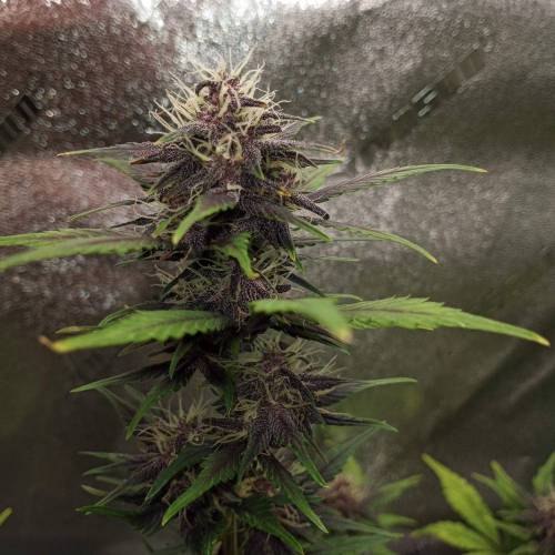 42 Fast Buds. Week 7