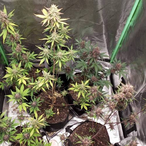 42 Fast Buds. Week 7