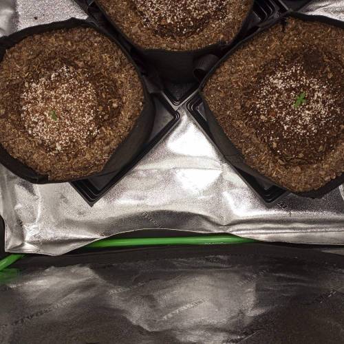 42 Fast Buds. Week 1