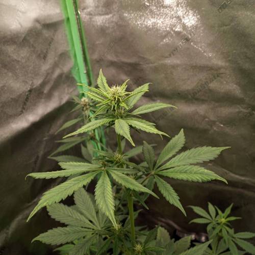 42 Fast Buds. Week 5