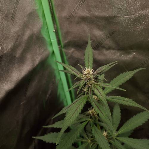 42 Fast Buds. Week 5